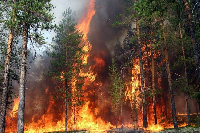 На юге Турции горят леса
