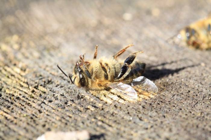 Без меда и фруктов: что произойдет, когда в 2035 году вымрут все пчелы - ФОТО - ВИДЕО 
