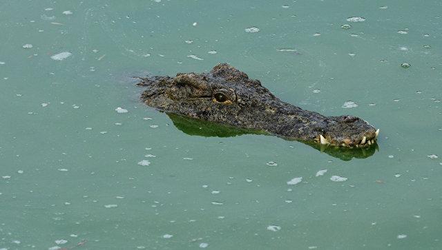 В Индонезии убили 292 крокодила после смерти мужчины