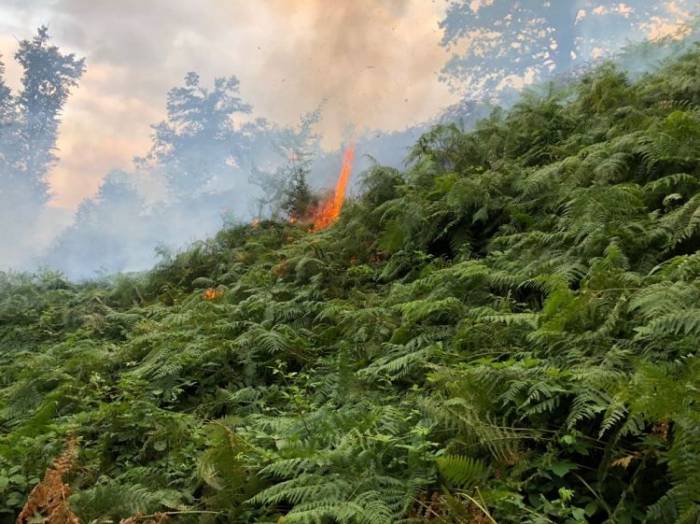 В Ярдымлы продолжается тушение лесного пожара - ФОТО