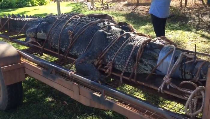 8 лет охоты: в Австралии пойман гигантский крокодил
