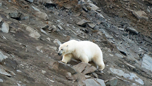Ученые получили новые данные о численности белого медведя на Чукотке
