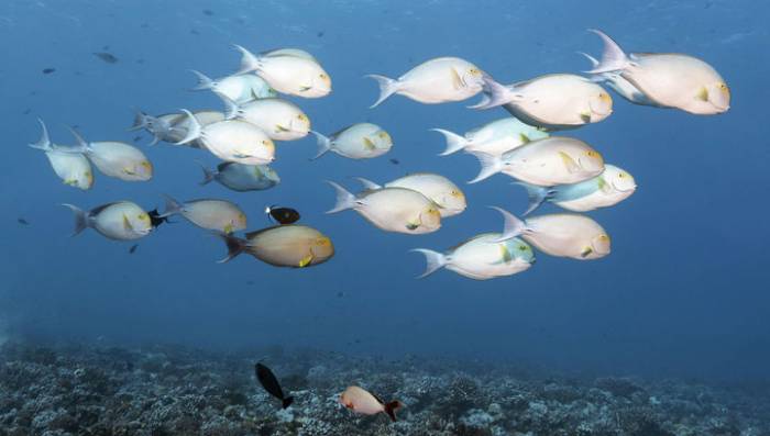 Закисление океана может лишить рыб способности учуять добычу и хищников