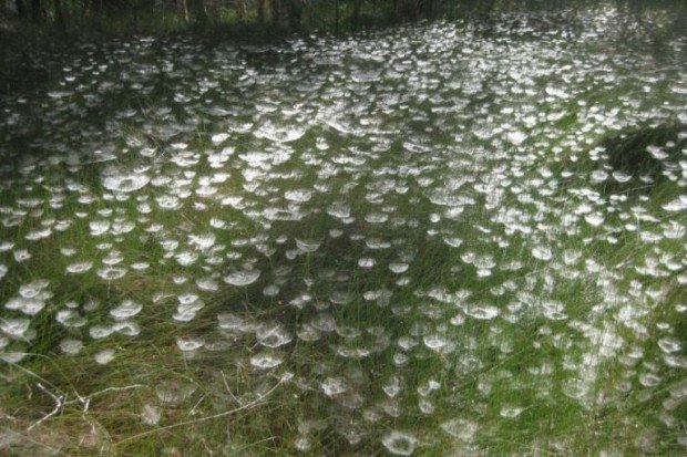 Пауки превратили парк в подводный сад с медузами