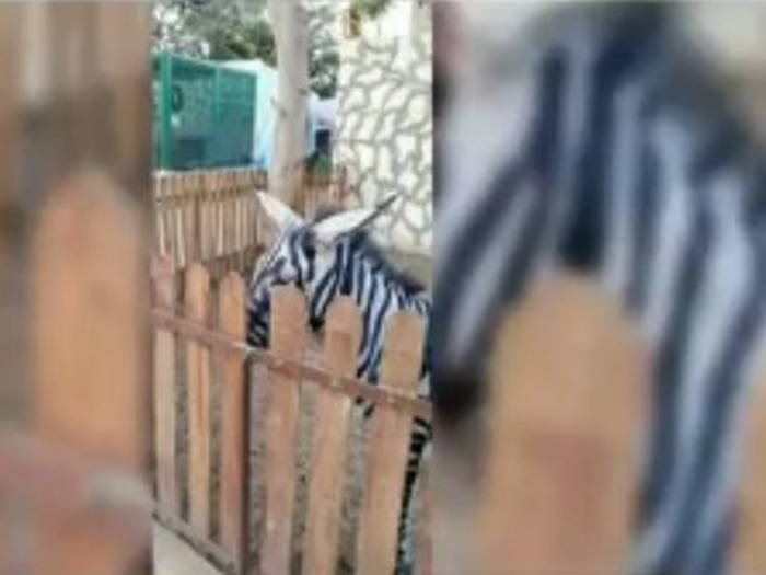 В Каире домашних ослов покрасили и выдали за зебр
