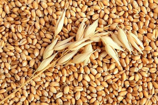Азербайджан выйдет на полное самообеспечение семенами основных сельхозкультур