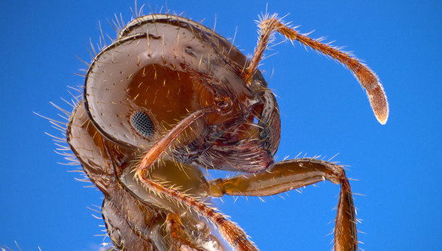 Биологи выяснили, как муравьи "изобрели" кастовый строй