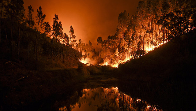 В Германии разгорелись лесные пожары 