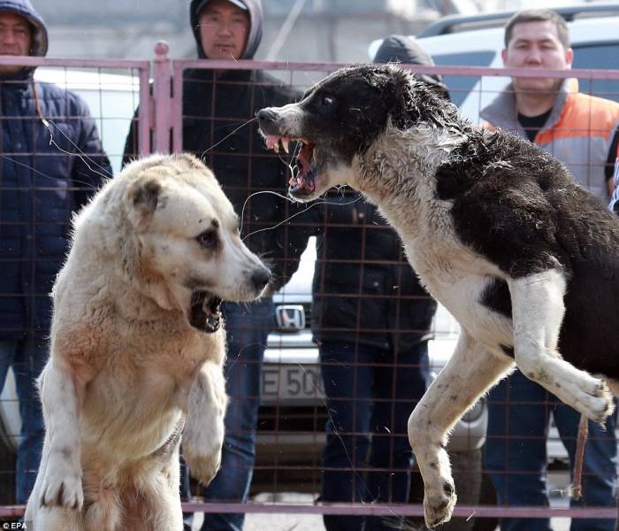 В Армении собачьи бои становятся прибыльным бизнесом