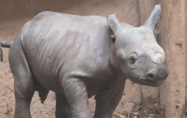 Редкий черный носорог родился в Великобритании - ВИДЕО 
