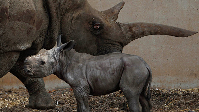 В Малайзии конфисковали крупнейшую в истории партию рогов носорога
