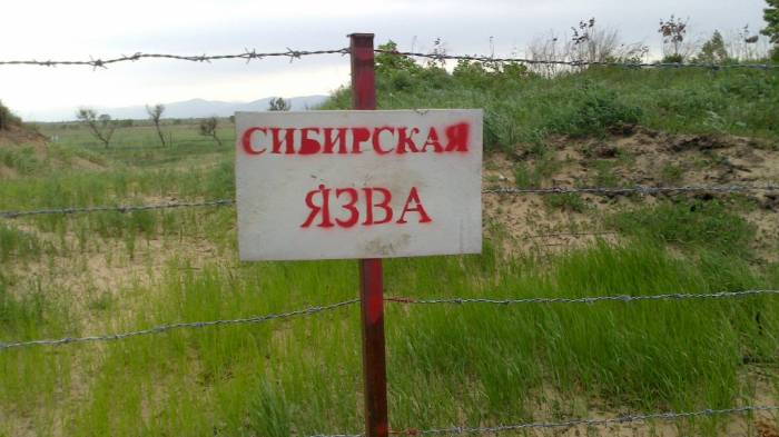 Минздрав РТ: Сибирская язва в Кыргызстане не грозит Таджикистану