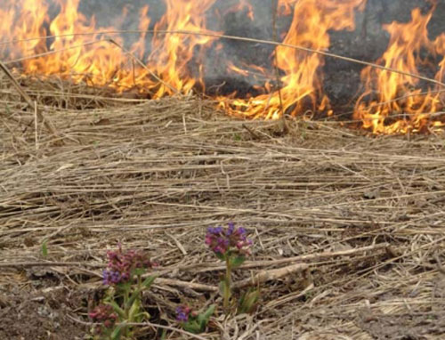 В Азербайджане за поджог посевных площадей будут штрафоваться - министерство