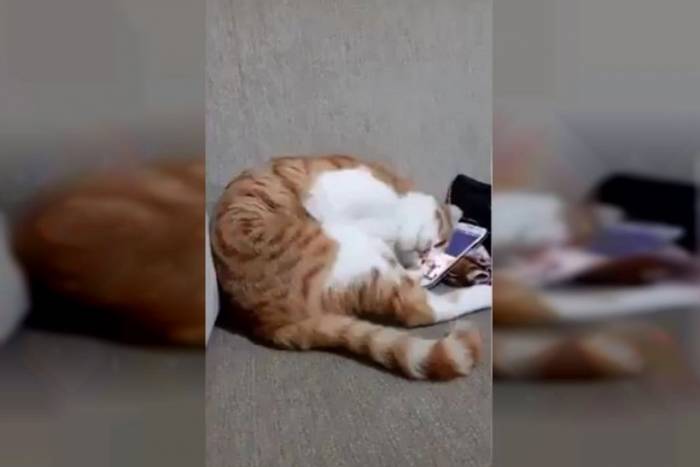 Миллионы просмотров набрало видео с котом, увидевшим погибшего хозяина - ВИДЕО 
