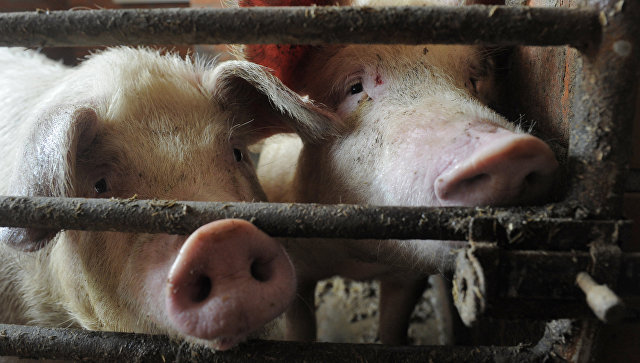 В Бельгии ввели запрет на прогулки в лесной зоне из-за "свиной чумы"

