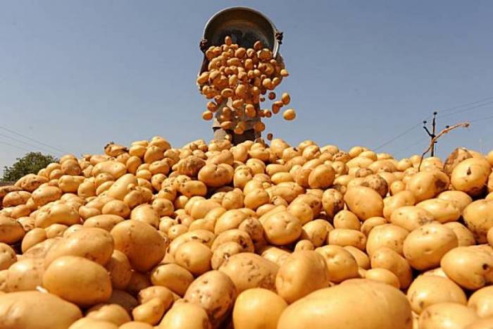 Кыргызстан начал поставку картофеля в Узбекистан
