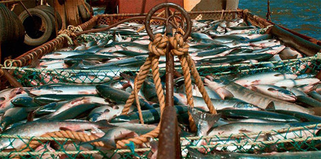 В Азербайджане более 120 рыболовам выделены квоты на ловлю
