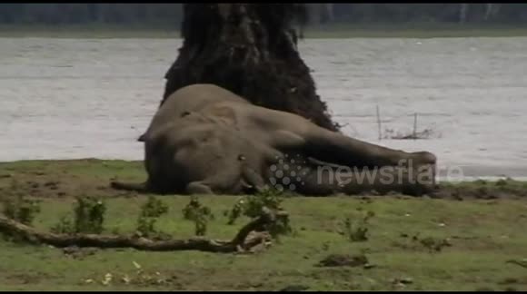 Сотни слонов пришли почтить память погибшего вожака - ВИДЕО