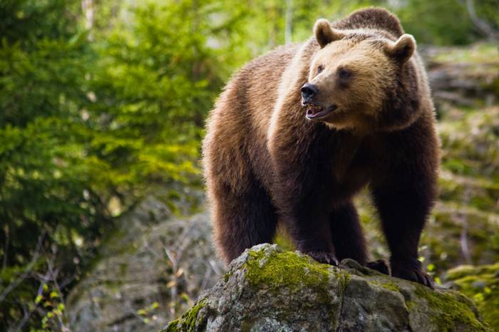 Ученые нашли антибиотик в пасти медведя
