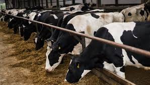 Азербайджан усиливает надзор над импортом крупного и мелкого рогатого скота из России
