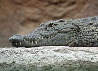 В Армении появится ферма по разведению крокодилов