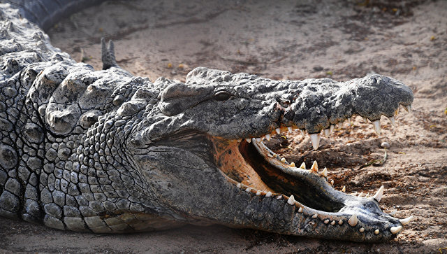 В Уганде крокодил утащил под воду женщину с младенцем
