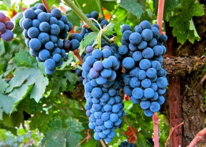 «МИР 24»: В Азербайджане собран богатый урожай винограда
