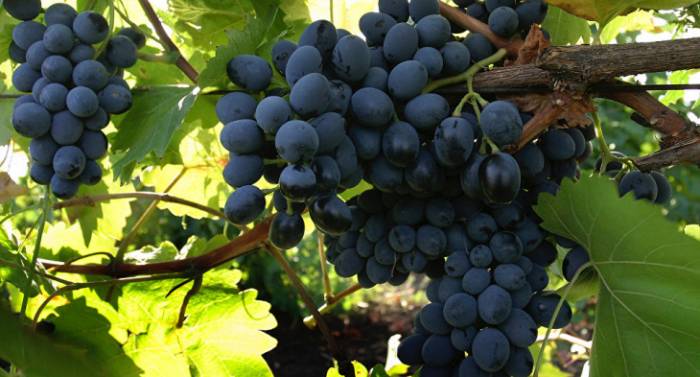 Узбекистан реализует проекты по развитию винодельческой отрасли