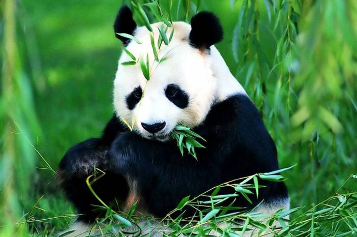 В Китае запретили фотографироваться с пандами за плату