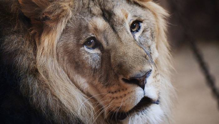 В Южной Африке туристы расстреливают львов за деньги
