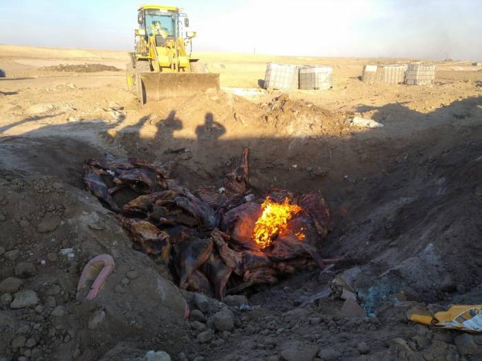 В Баку уничтожены 2,5 тонны мяса - ФОТО
