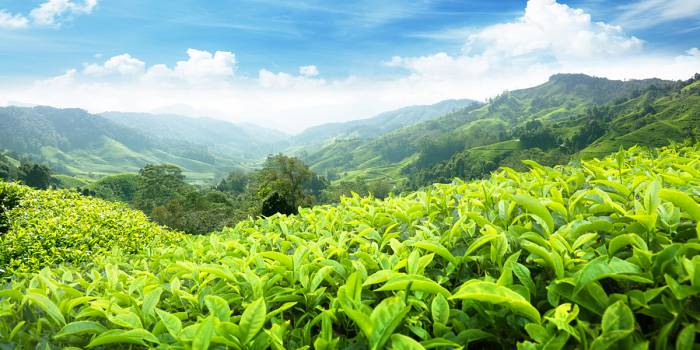 Азербайджанский чай будет экспортироваться в Турцию
