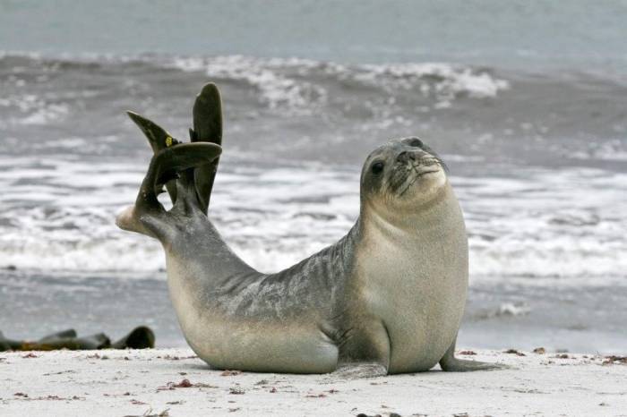 В Каспии насчитывается свыше 110 тыс. тюленей - минэкологии 
