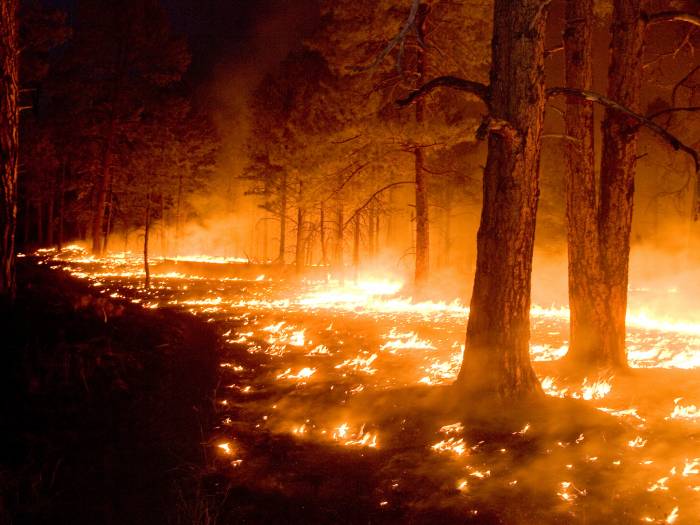 Трамп объявил о режиме ЧС в Калифорнии из-за лесных пожаров
