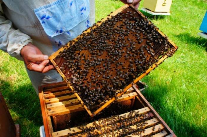 В Баку пройдет международная конференция пчеловодов