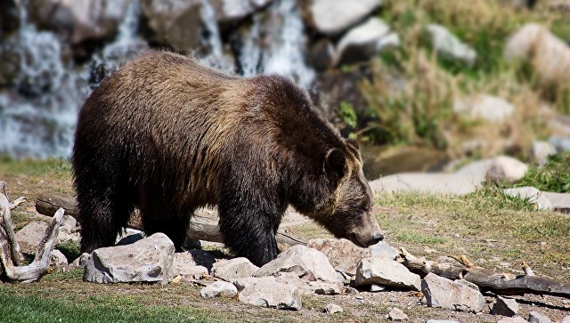 В Канаде медведь напал на женщину с ребенком и убил их
