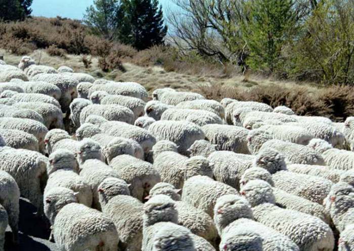 В Азербайджане планируют перейти на интенсивное животноводство
