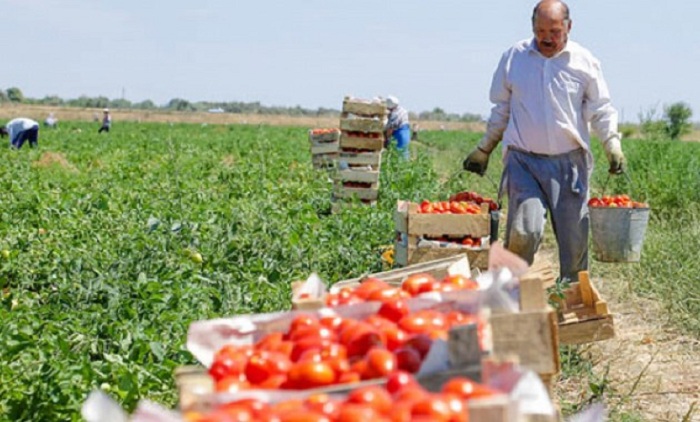 В Азербайджане ожидается рост кредитования сельского хозяйства на 40%
