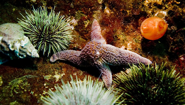Ученые нашли способ улучшить качество подводной фотосъемки
