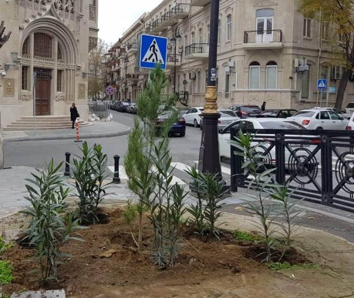 Минэкологии продолжает акции по посадке деревьев в Баку 
