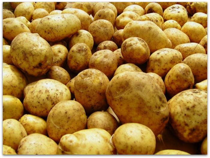 Азербайджан экспортировал в Россию 77,6 тыс. тонн картофеля за 11 месяцев прошлого года
