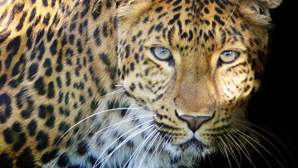 В Индии дикий леопард зашел в холл отеля - ВИДЕО
