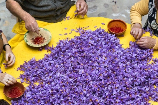 В Азербайджане откроют завод по переработке шафрана
