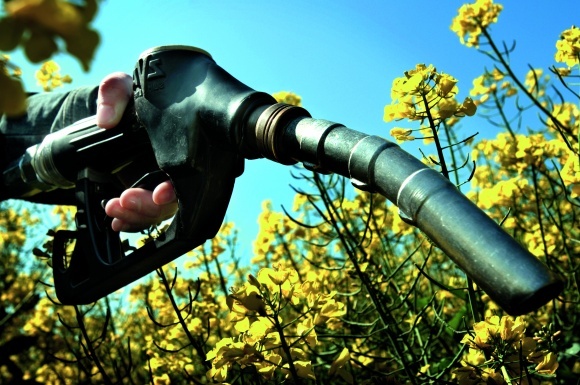 В Азербайджане начнется производство биодизеля

