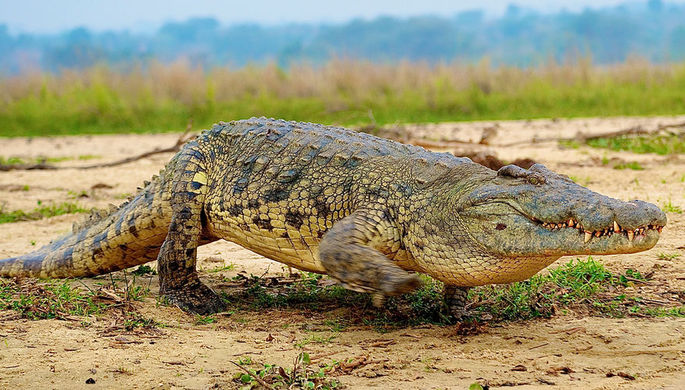 В Индии 300 крокодилов ищут новый дом из-за туристов
