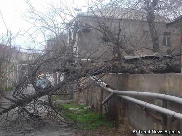 Сильный ветер повалил в Баку около 40 деревьев
