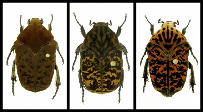 Ученый назвал три вида жуков в честь драконов Дейенерис Таргариен
