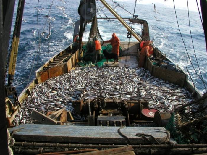 Азербайджан закупил у Украины 778 тонн рыбной продукции 