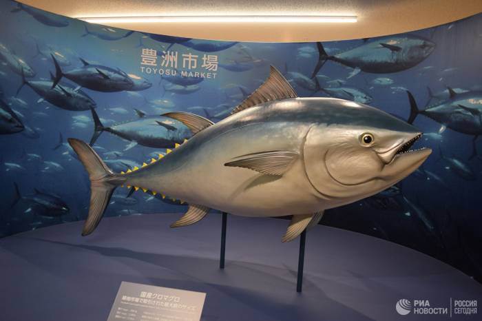 На аукционе в Токио тунца продали почти за 3,1 миллиона долларов
