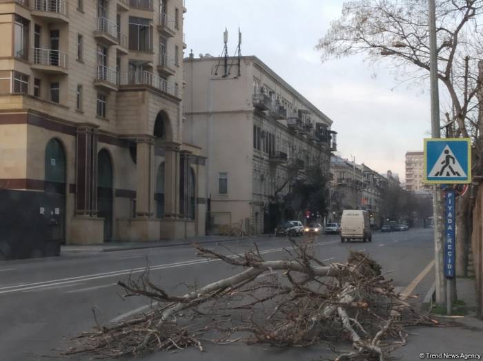 Сильный ветер в Баку повредил 16 деревьев